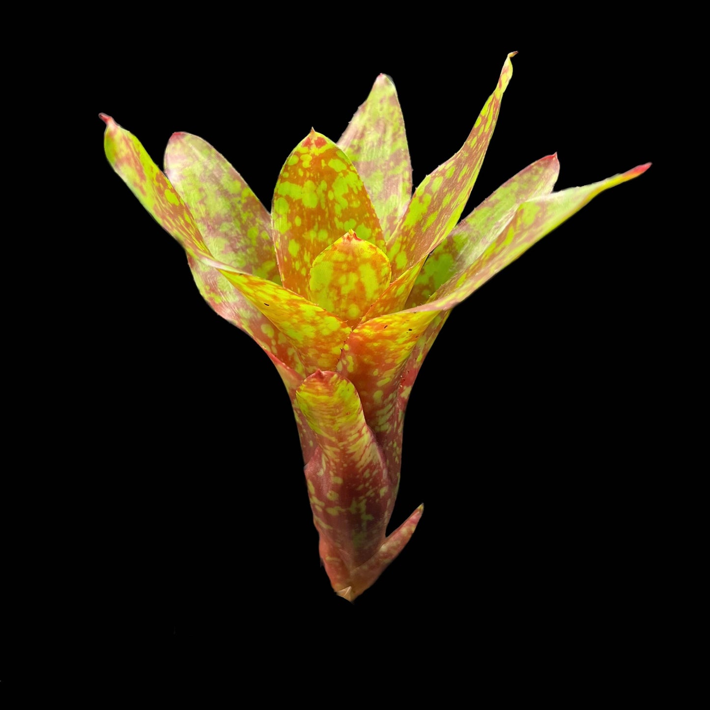 Neoregelia Winnie the Pooh