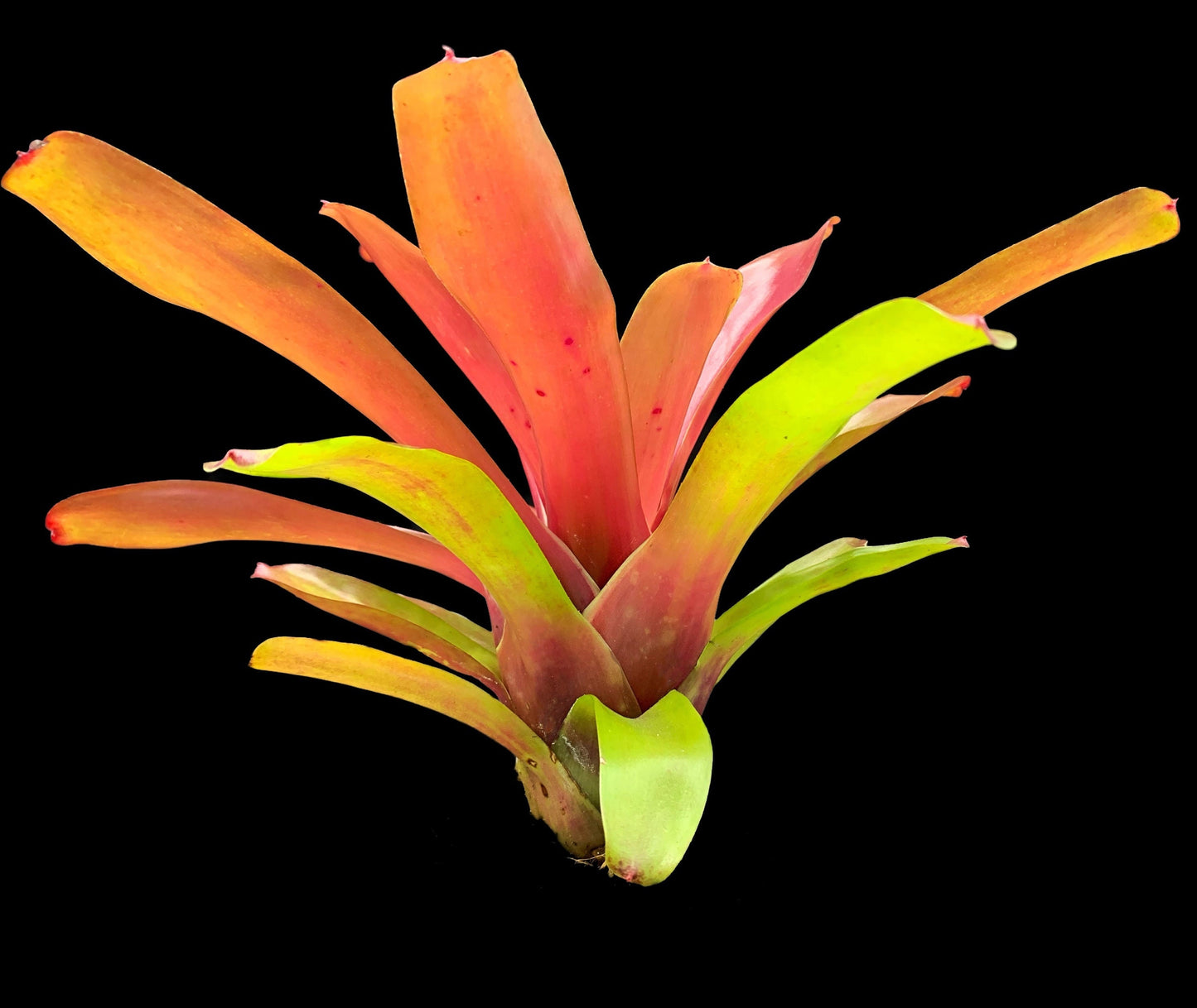 Neoregelia Super Fireball