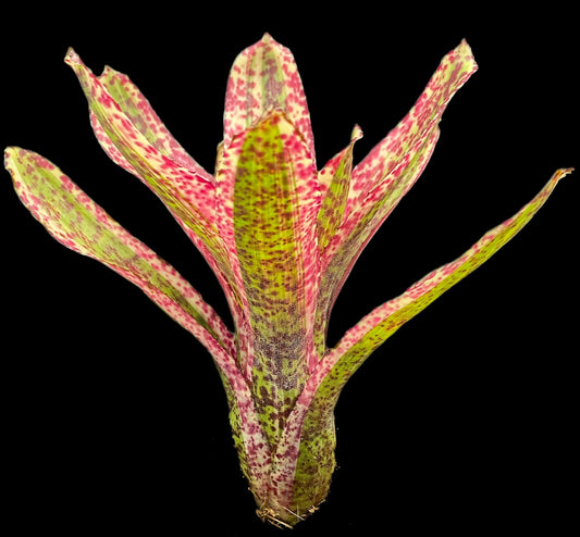 Neoregelia Heat Rash