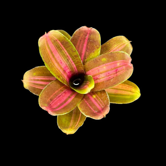 Neoregelia Kilihune