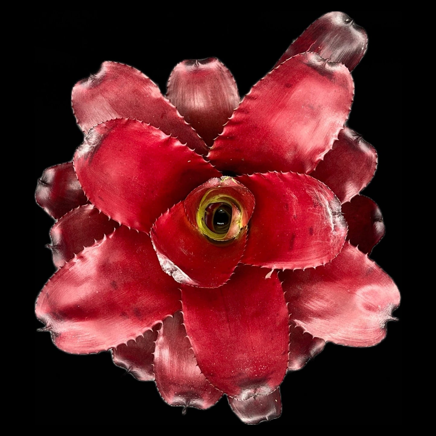 Neoregelia Avalon