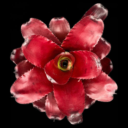 Neoregelia Avalon