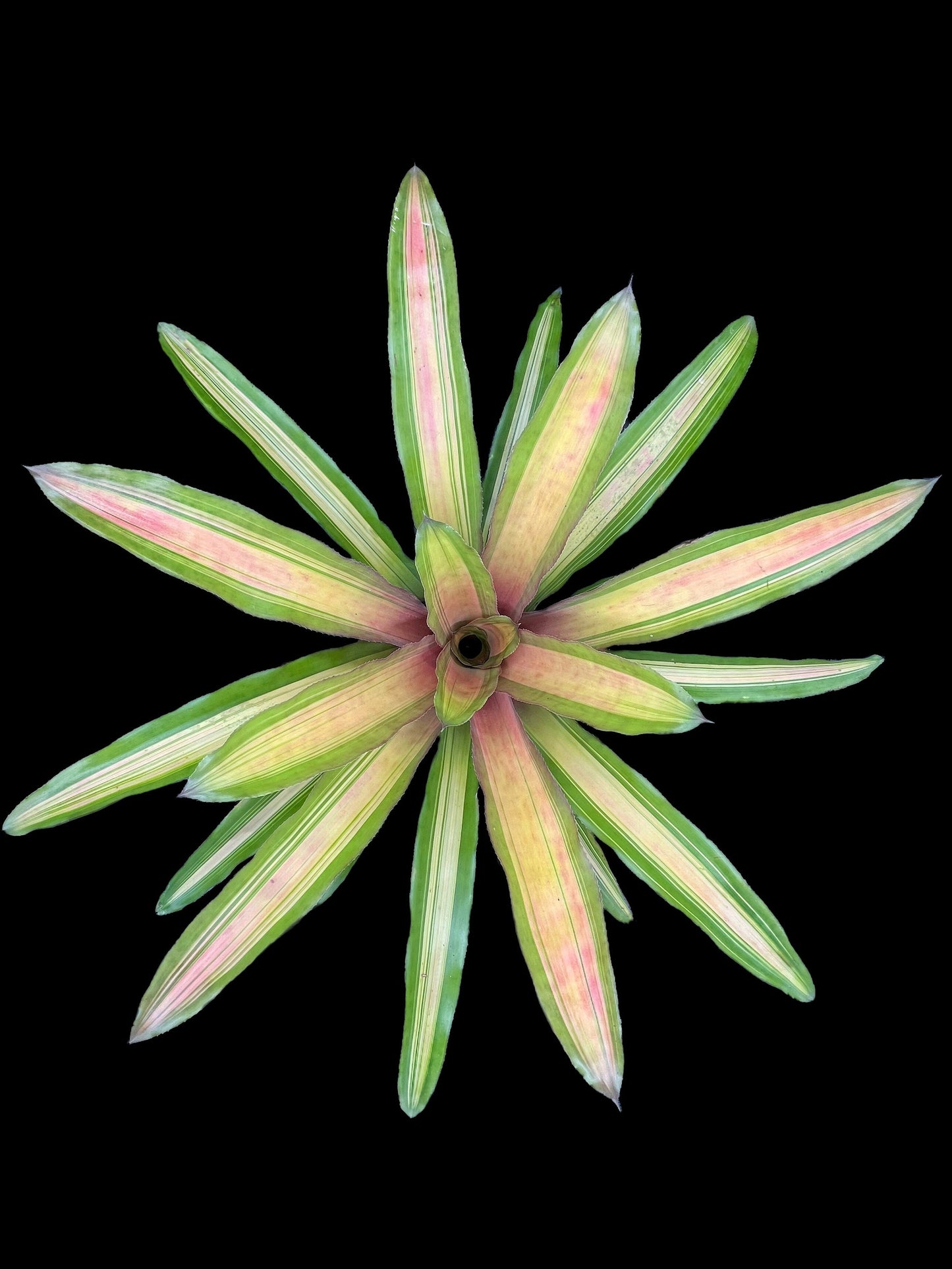 Aechmea Alvarez