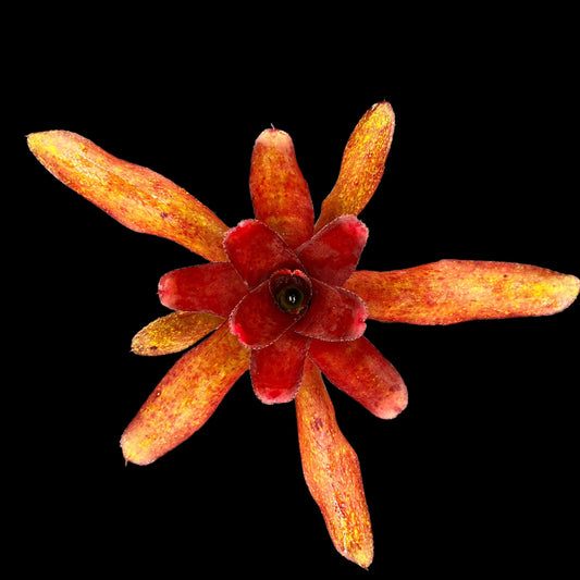 Neoregelia Coral Fire