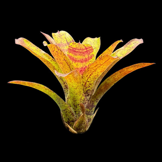Neoregelia Shamrock