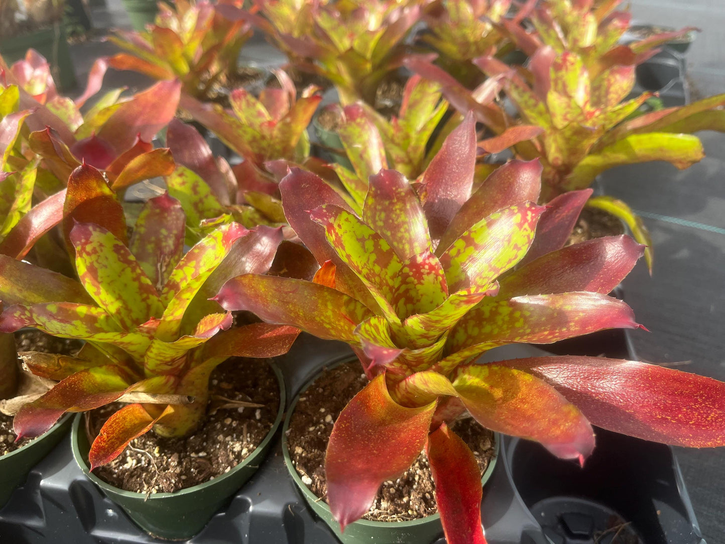 Neoregelia Winnie the Pooh