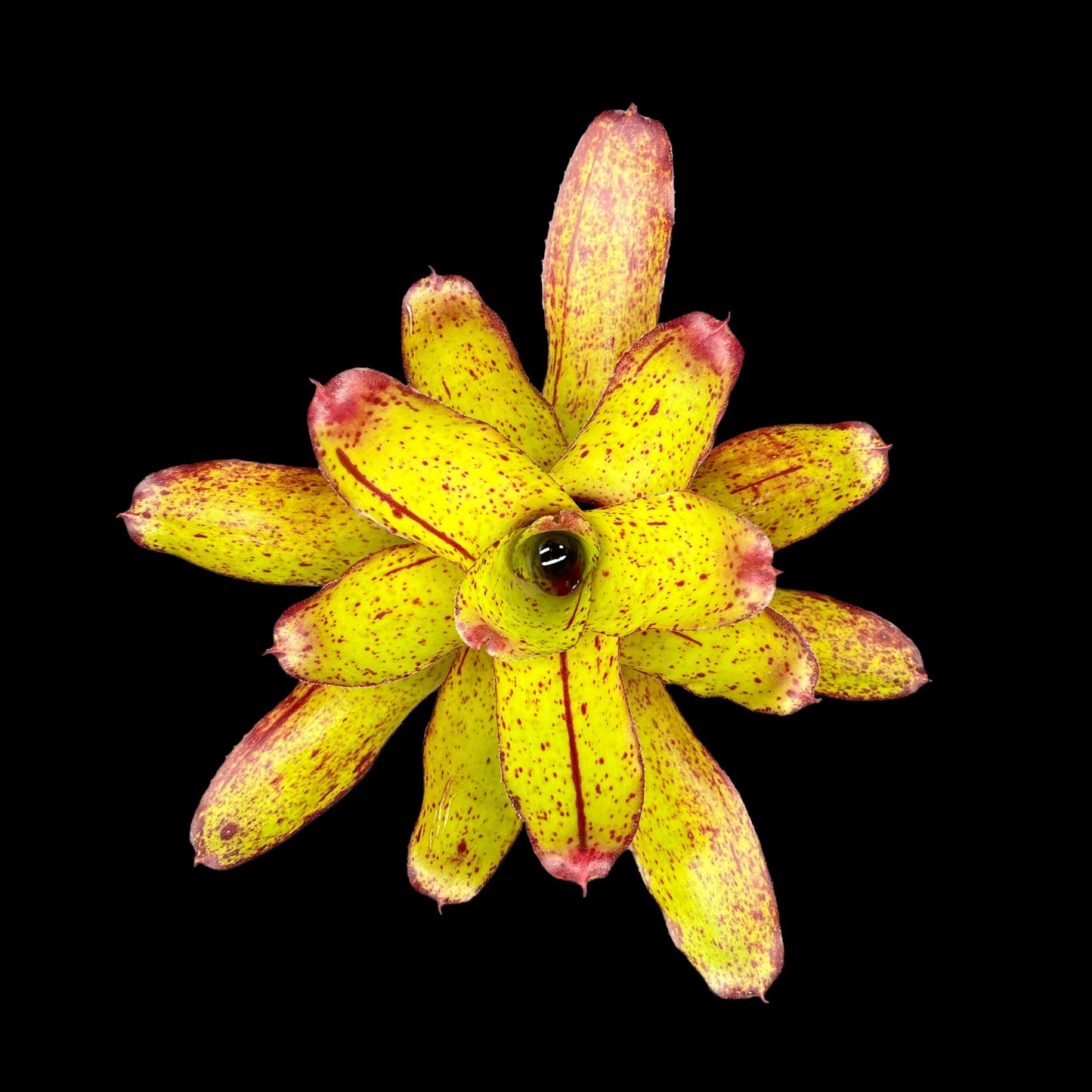Neoregelia Angel Face