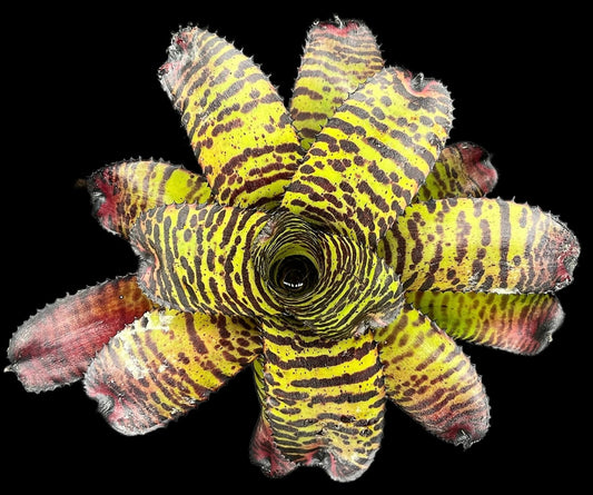 Neoregelia Dragon