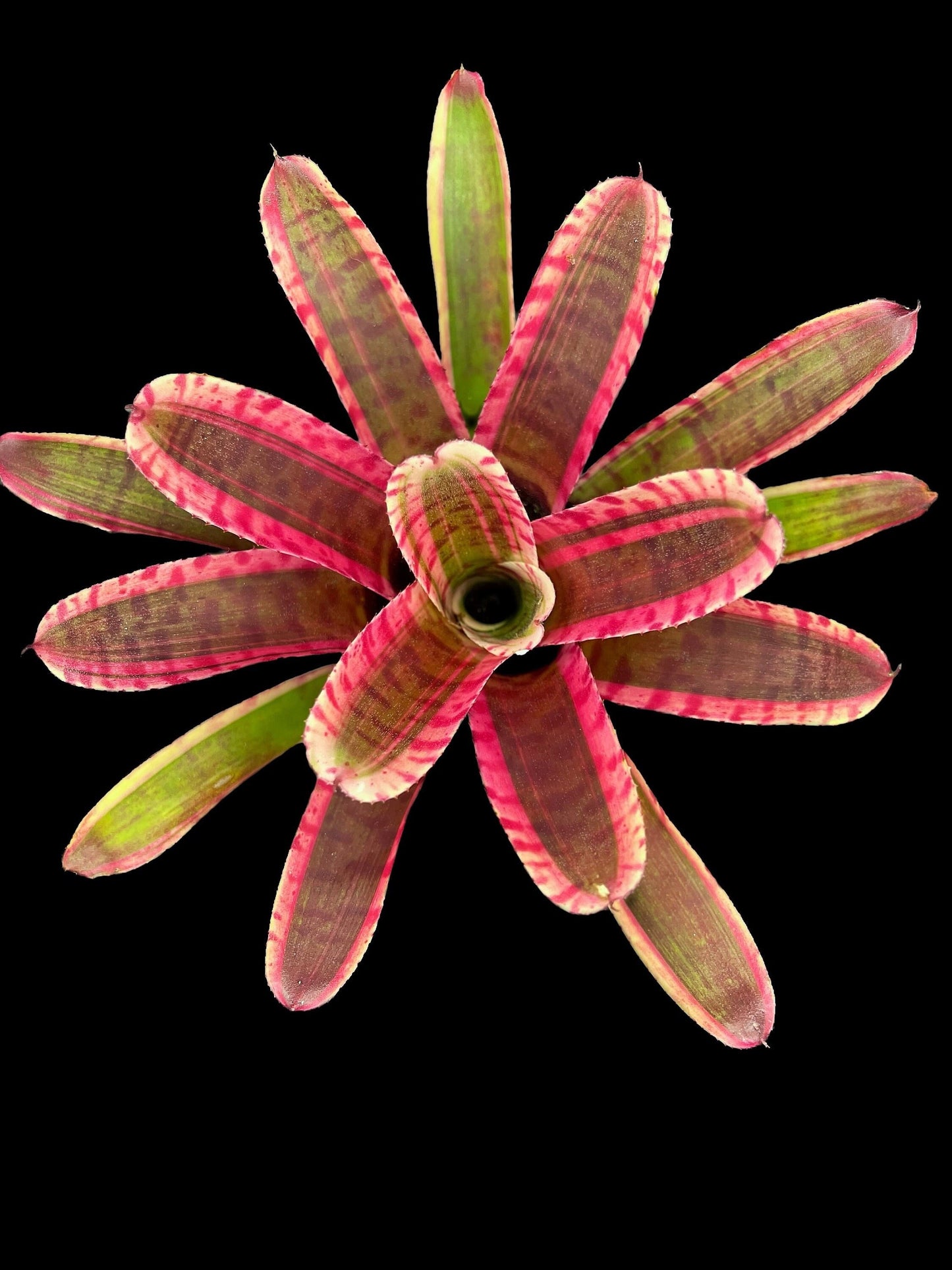 Neoregelia Blushing Zebra