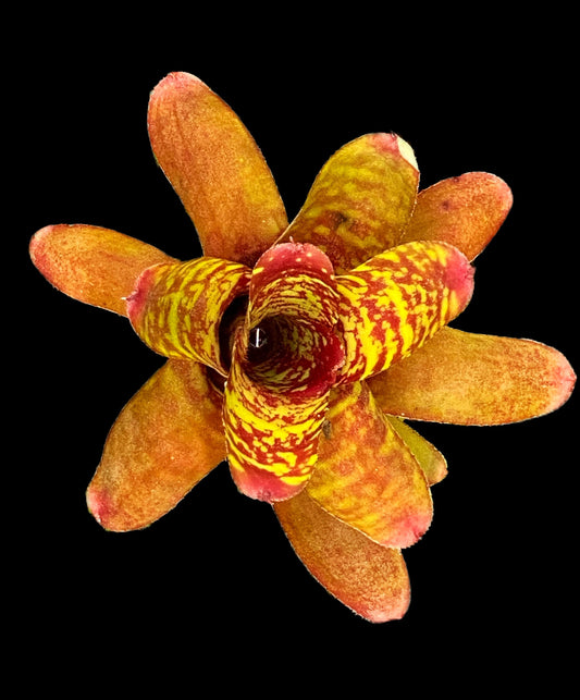 Neoregelia Wild Tiger