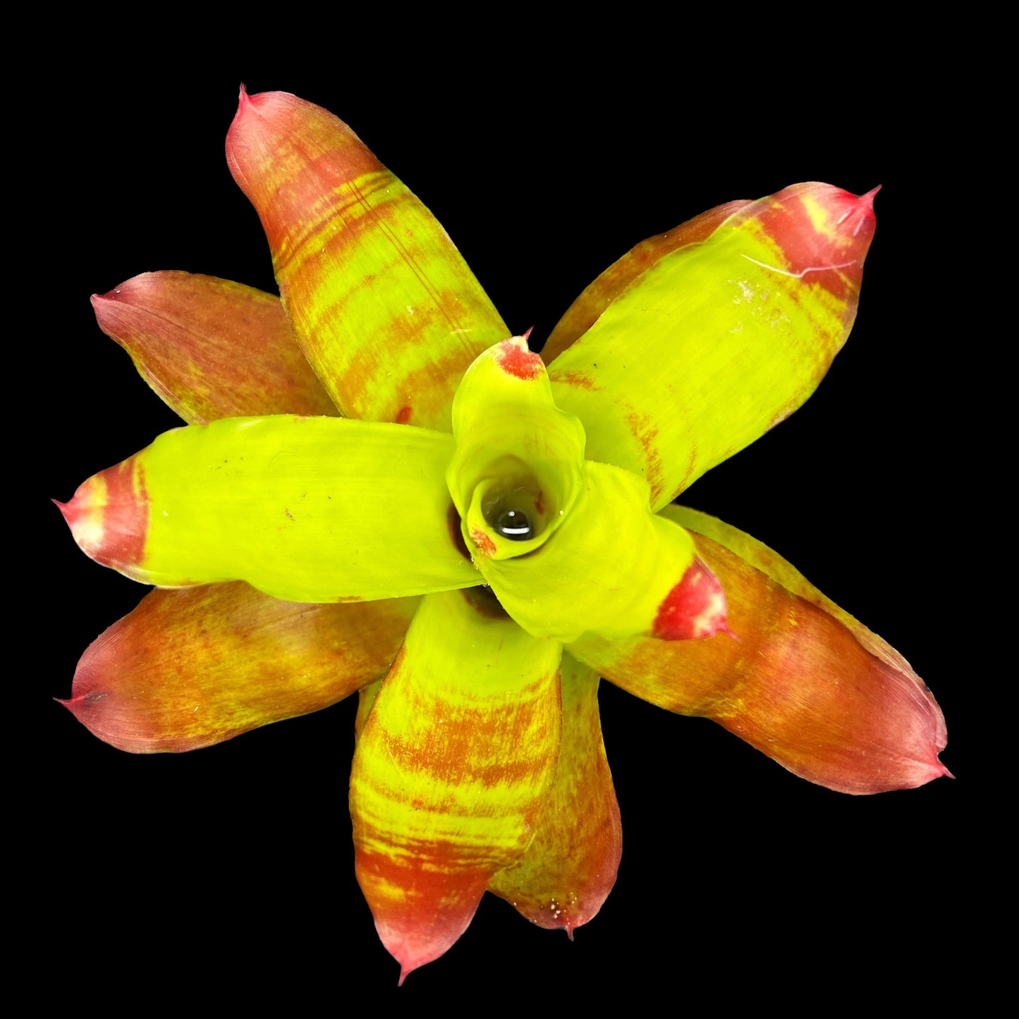 Neoregelia Hawaii