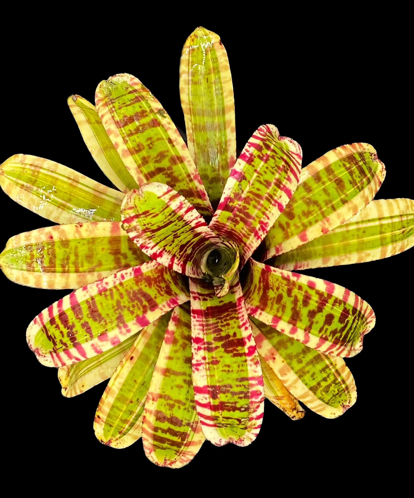 Neoregelia Wild Rabbit
