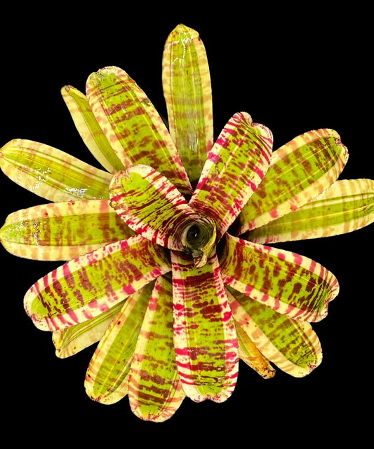 Neoregelia Wild Rabbit