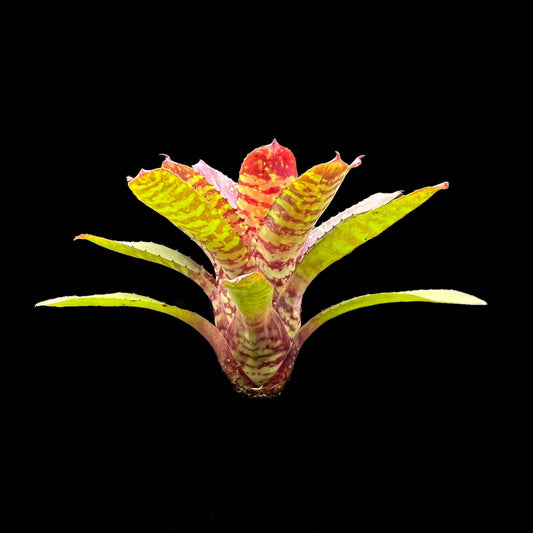 Neoregelia Dartanion