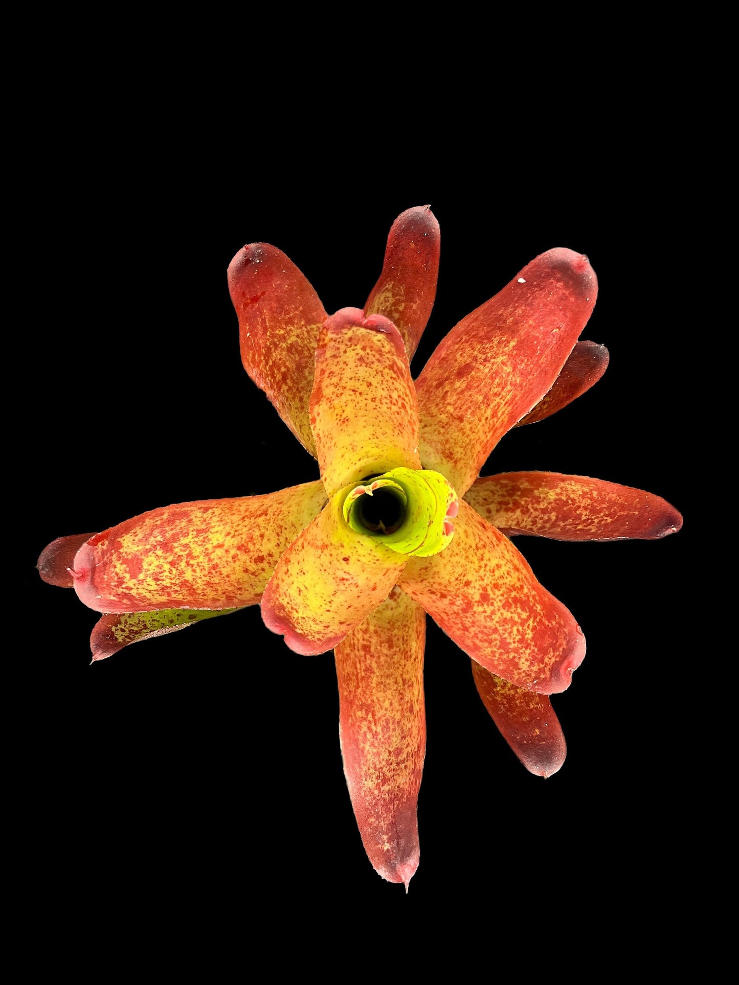 Neoregelia Olens 696