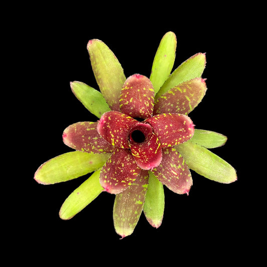 Neoregelia Dartanion