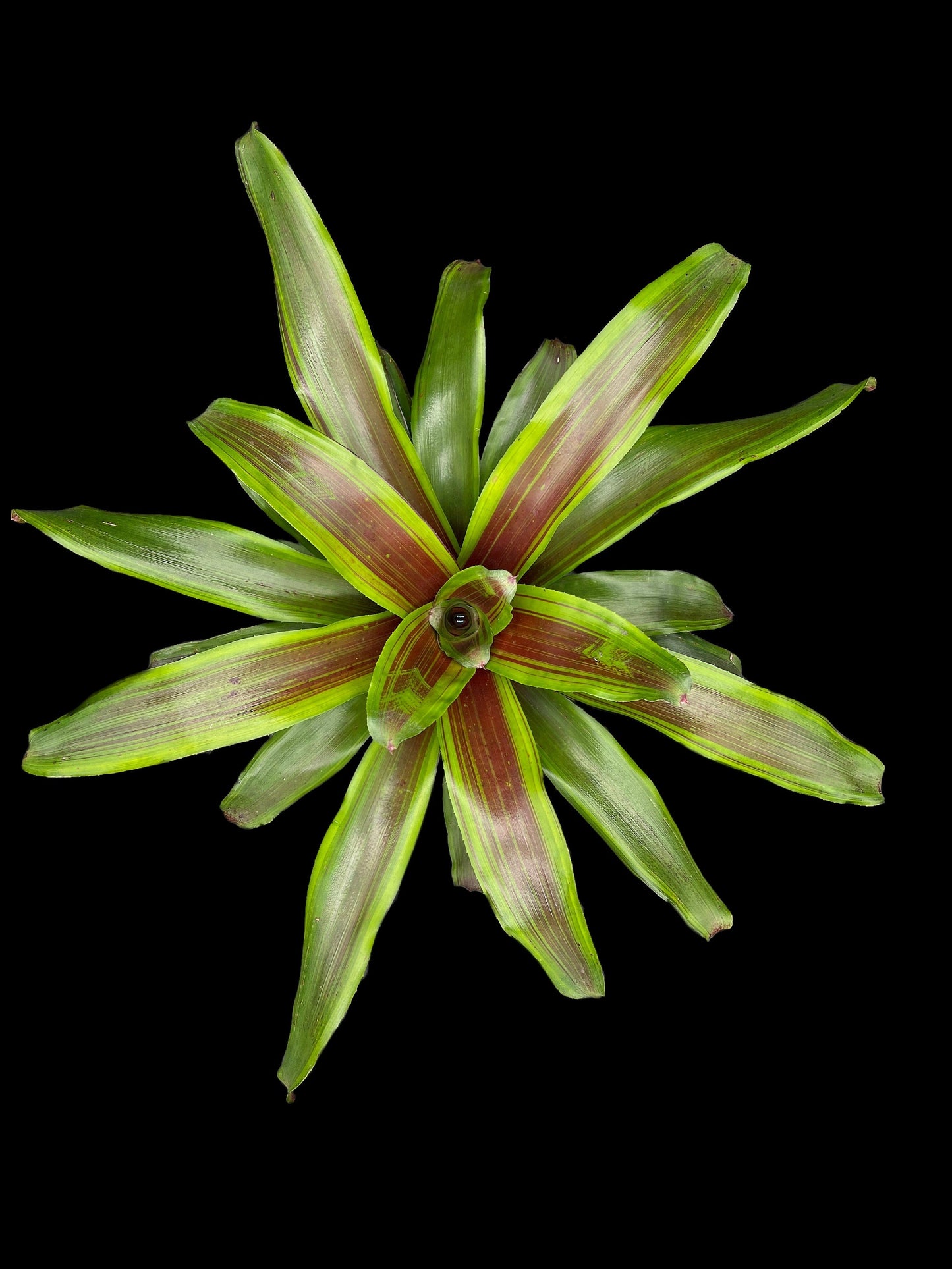 Neoregelia Namaskar