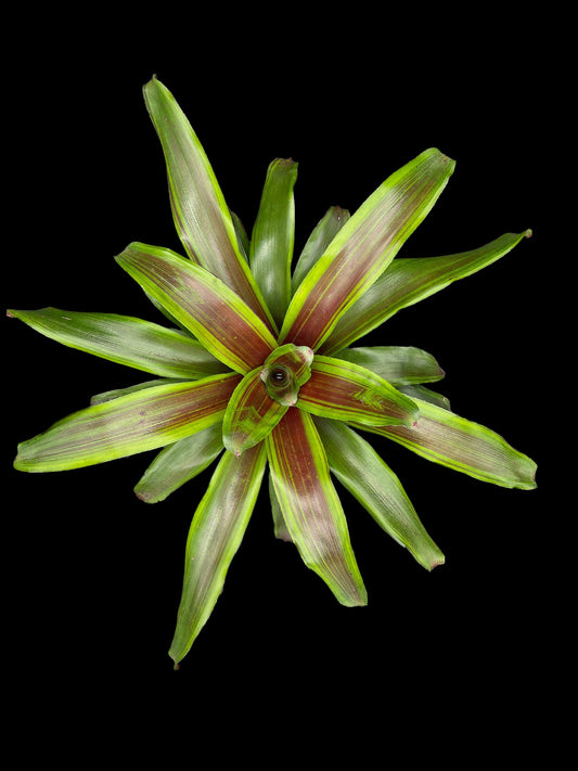 Neoregelia Namaskar