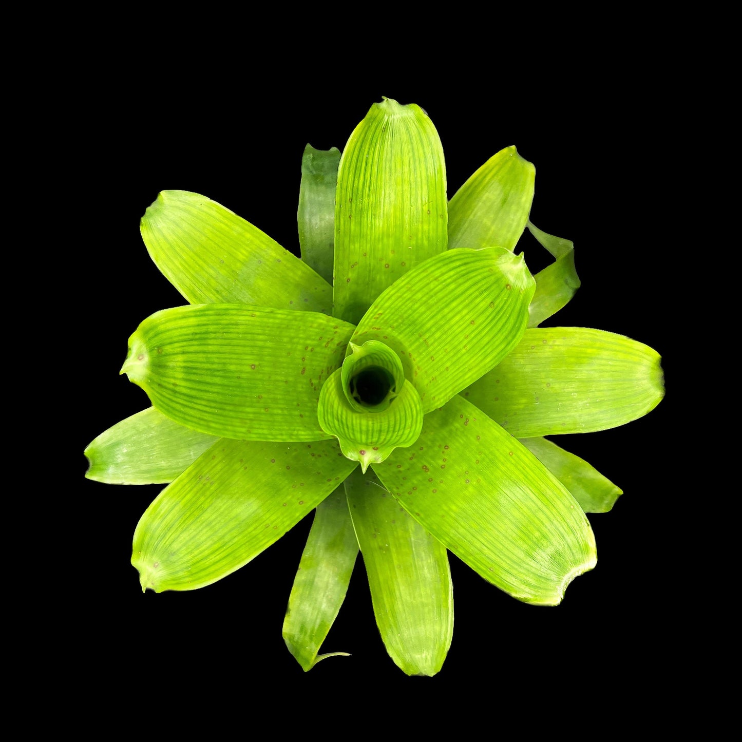 Vriesea Fenestralis