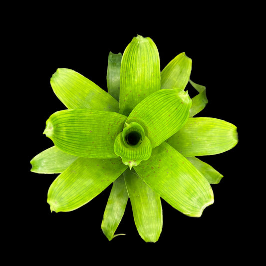 Vriesea Fenestralis