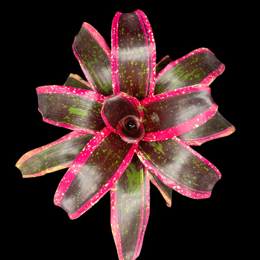 Neoregelia Hellfire