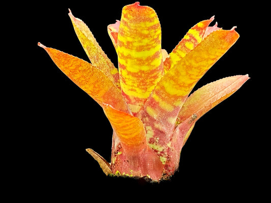 Neoregelia Wild Tiger