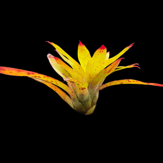 Neoregelia Redneck