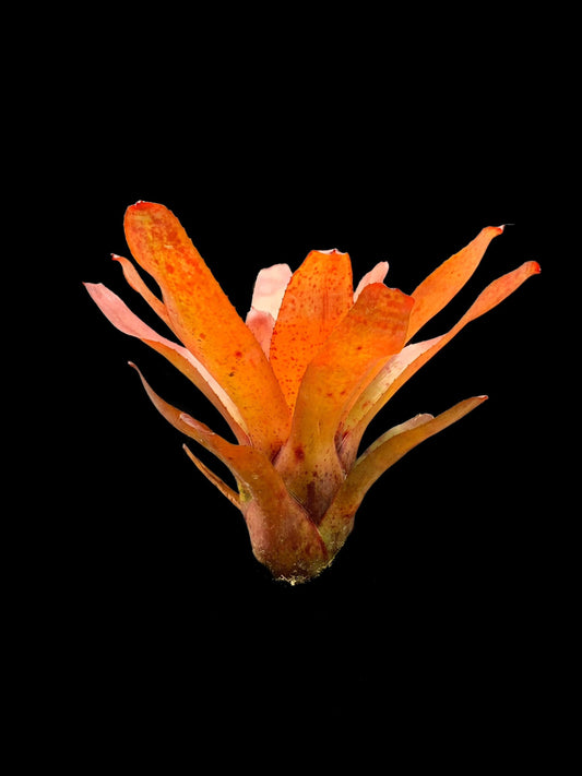 Neoregelia Brazil