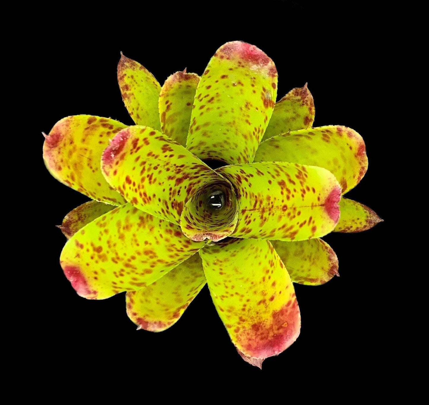 Neoregelia Cheers