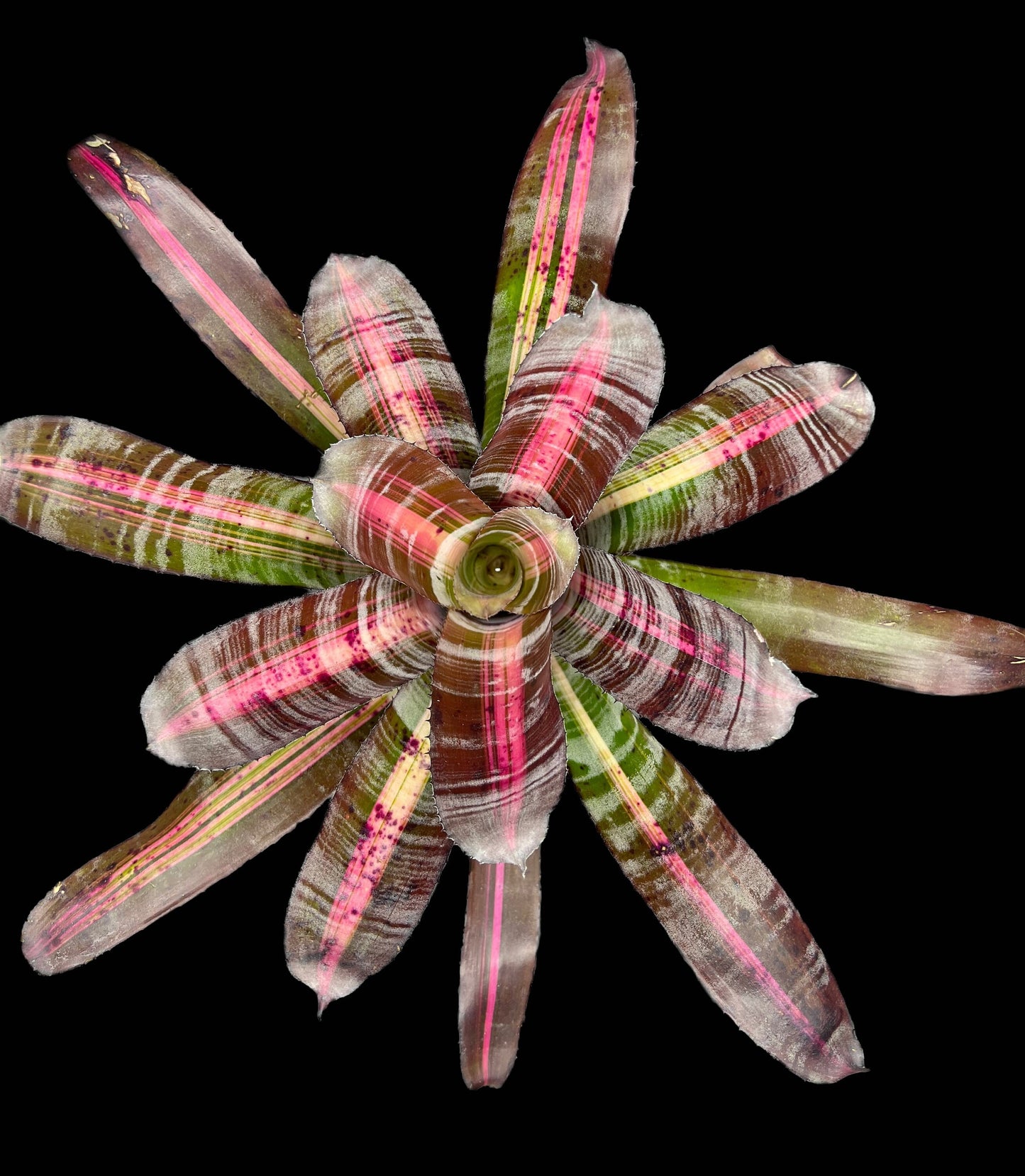 Aechmea Roberto Menescal