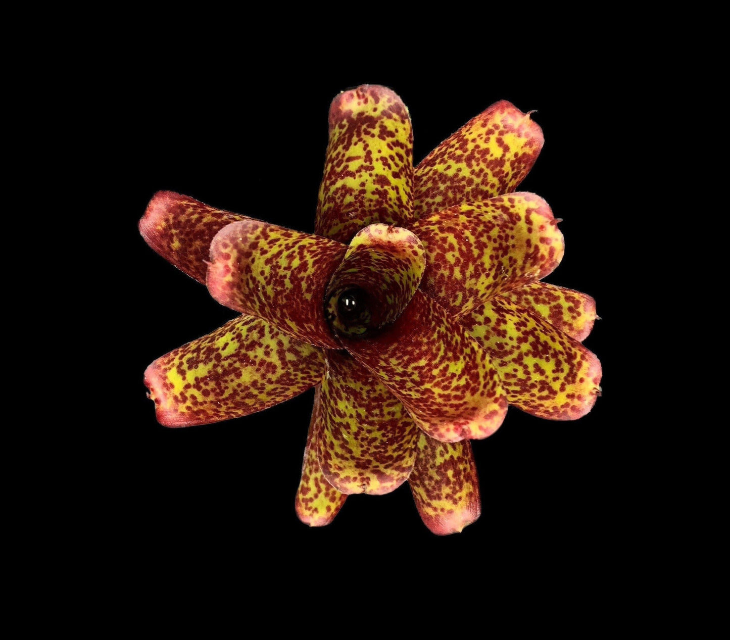 Neoregelia Mo Peppa Please