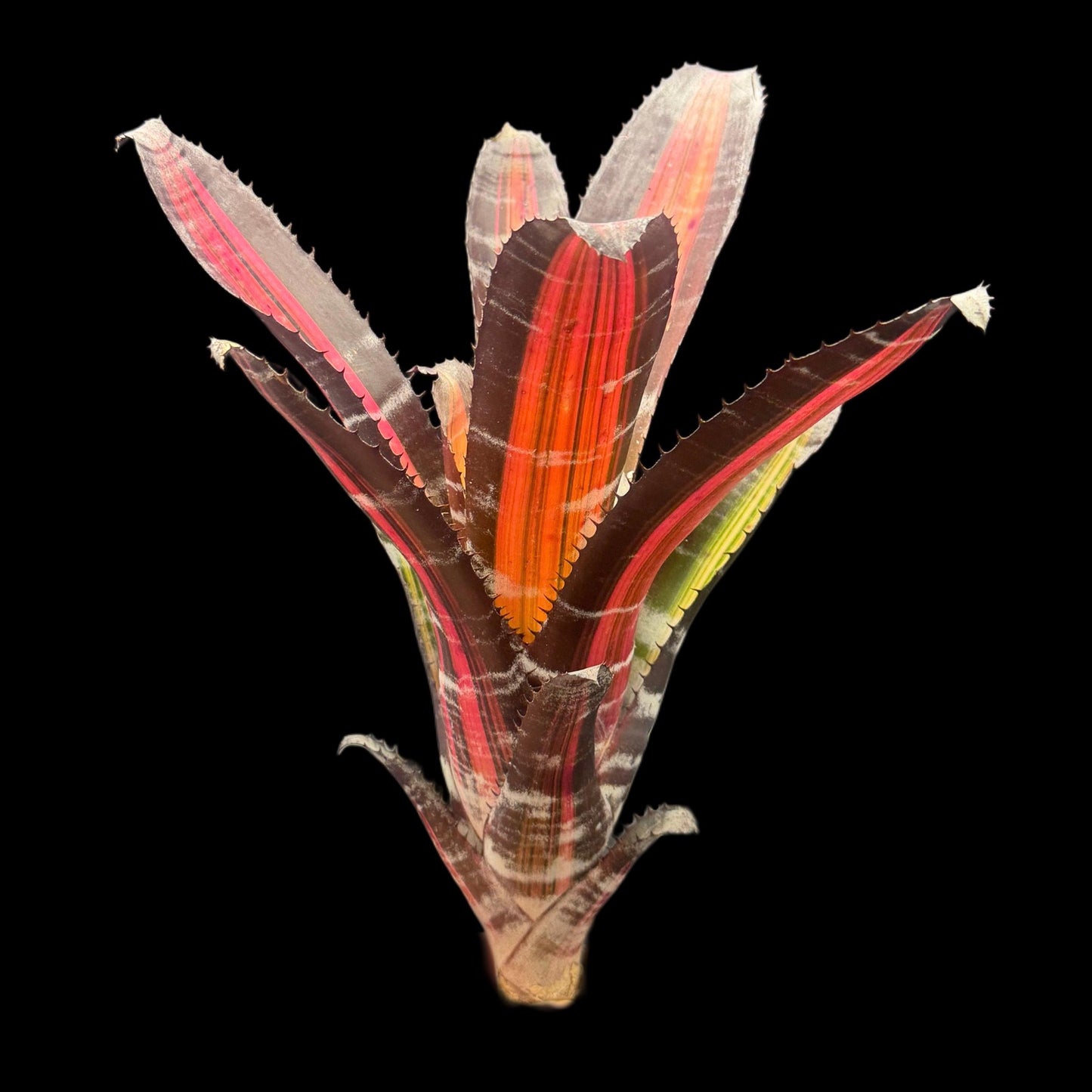 Aechmea Roberto Menescal