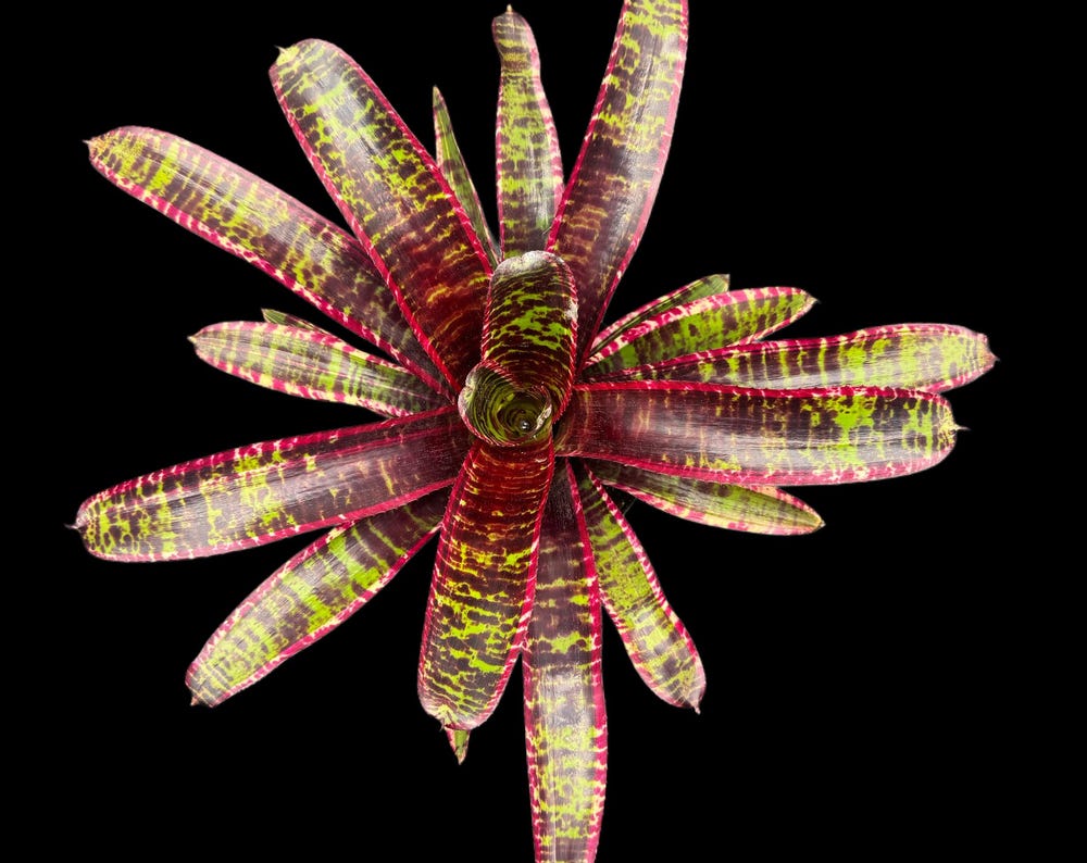 Neoregelia Lucifer